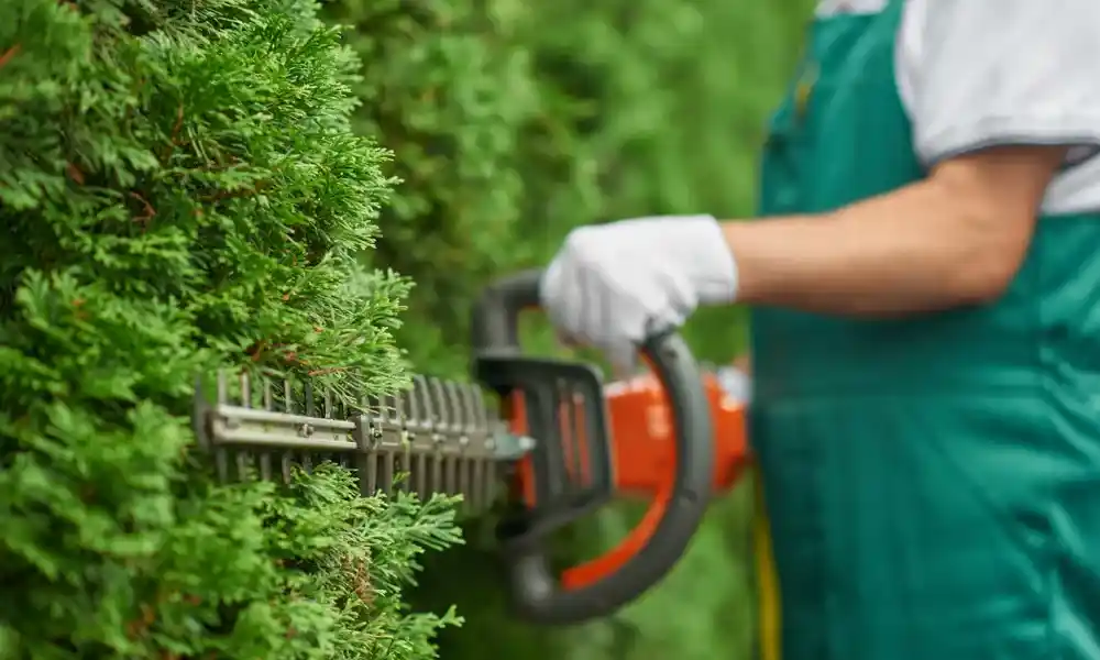 Trim hedges